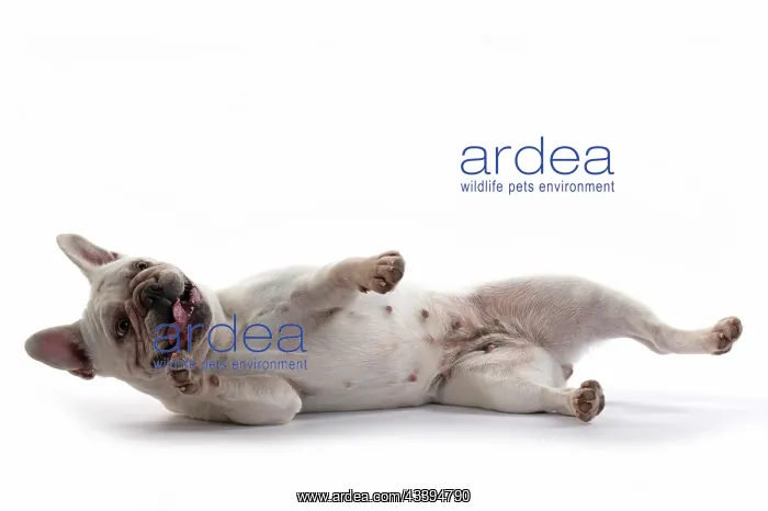 : DOG. French Bulldog, white, laying down, studio : DOG. French Bulldog, white, laying down, studio