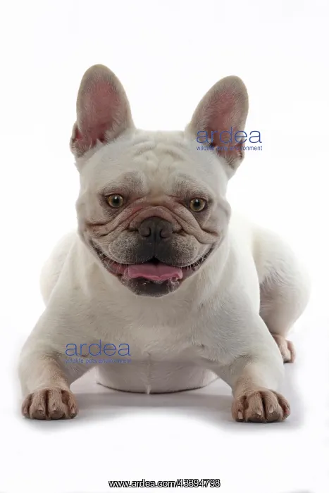 : DOG. French Bulldog, white, laying down, studio : DOG. French Bulldog, white, laying down, studio
