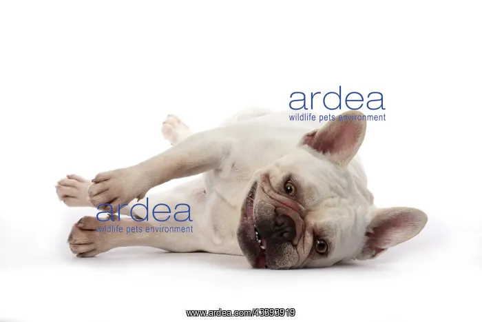 : DOG. French Bulldog, white, laying, studio : DOG. French Bulldog, white, laying, studio