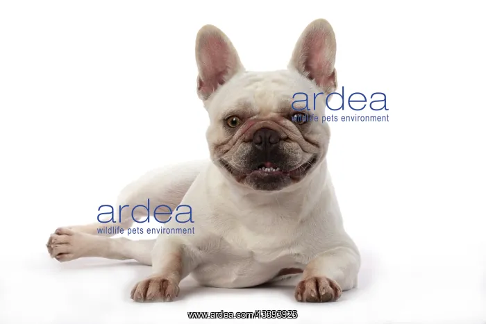 : DOG. French Bulldog, white, laying, studio : DOG. French Bulldog, white, laying, studio