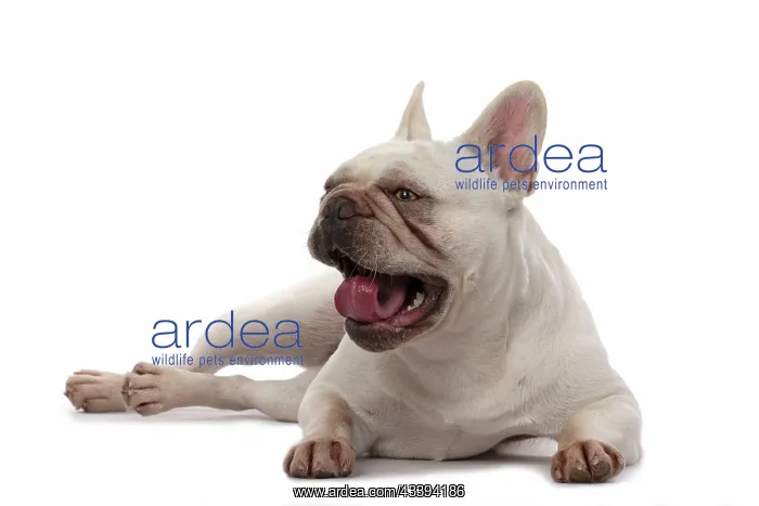 : DOG. French Bulldog, white, laying, studio : DOG. French Bulldog, white, laying, studio