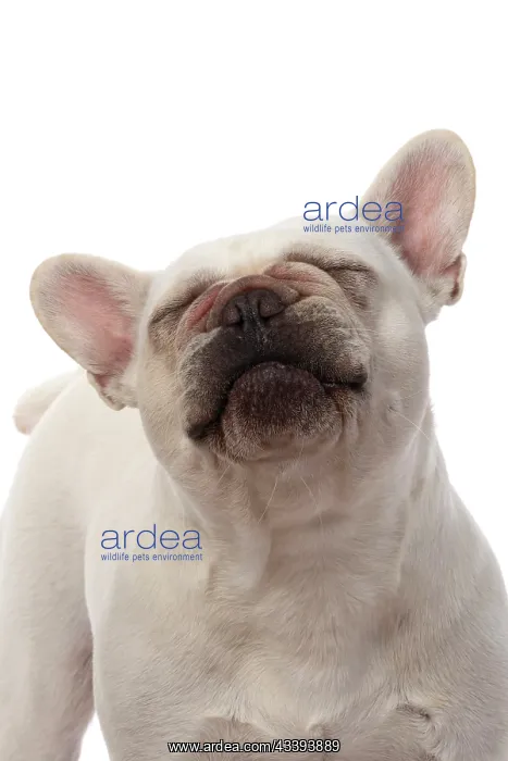 : DOG. French Bulldog, white, portrait, head & shoulders : DOG. French Bulldog, white, portrait, head & shoulders