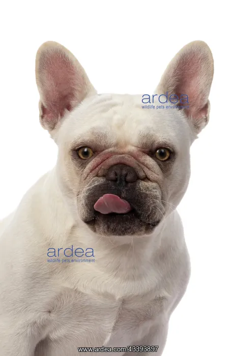 : DOG. French Bulldog, white, portrait, head & shoulders : DOG. French Bulldog, white, portrait, head & shoulders