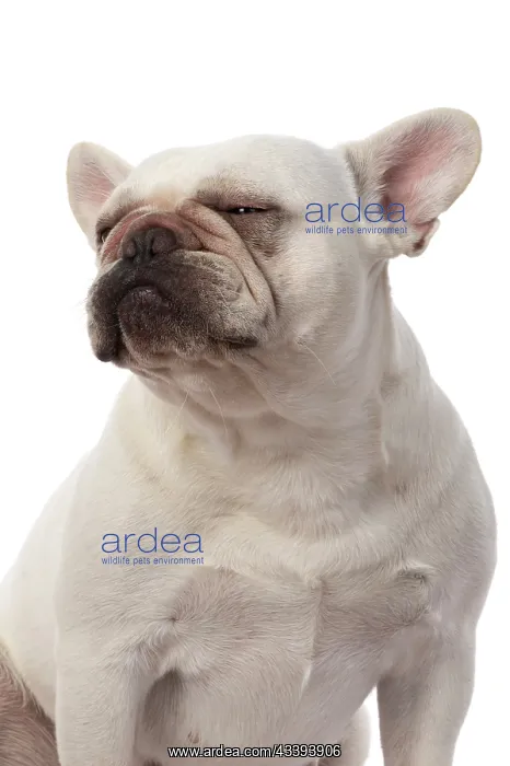 : DOG. French Bulldog, white, portrait, head & shoulders : DOG. French Bulldog, white, portrait, head & shoulders