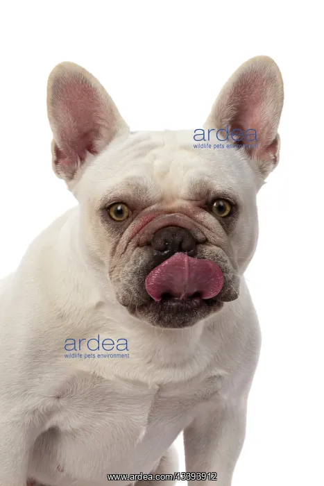  : DOG. French Bulldog, white, portrait, head & shoulders