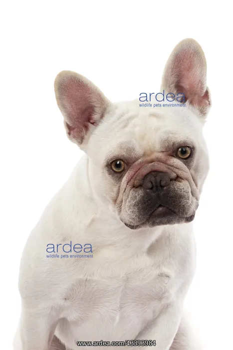 : DOG. French Bulldog, white, portrait, head & shoulders : DOG. French Bulldog, white, portrait, head & shoulders