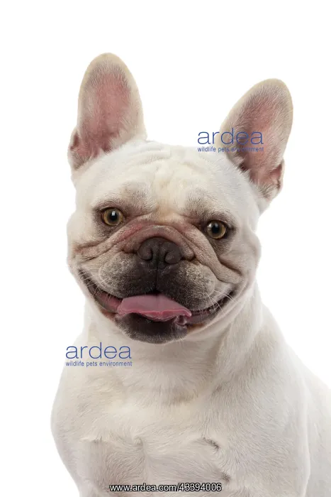 : DOG. French Bulldog, white, portrait, head & shoulders : DOG. French Bulldog, white, portrait, head & shoulders