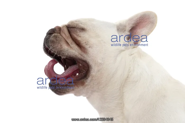 : DOG. French Bulldog, white, portrait, profile, head : DOG. French Bulldog, white, portrait, profile, head