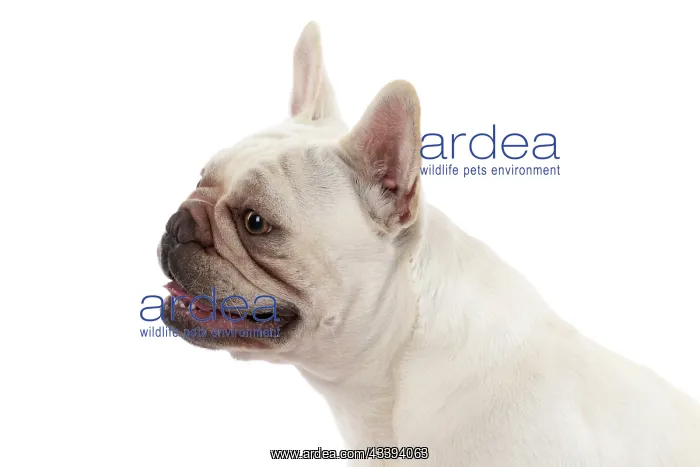 : DOG. French Bulldog, white, portrait, profile, head : DOG. French Bulldog, white, portrait, profile, head