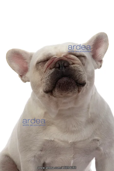 : DOG. French Bulldog, white, portrait, head & shoulders : DOG. French Bulldog, white, portrait, head & shoulders
