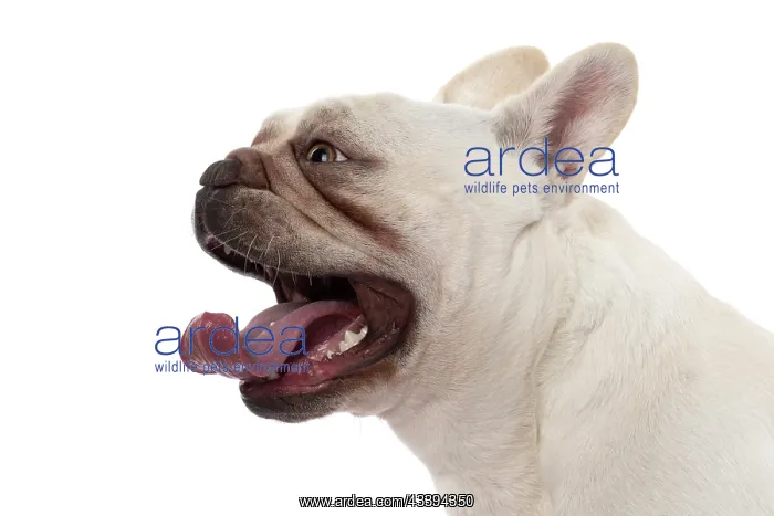 : DOG. French Bulldog, white, portrait, profile, head : DOG. French Bulldog, white, portrait, profile, head