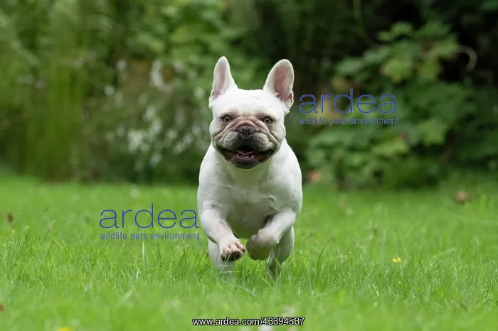 : DOG. French Bulldog, white, running to camera : DOG. French Bulldog, white, running to camera