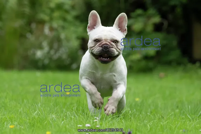 : DOG. French Bulldog, white, running to camera : DOG. French Bulldog, white, running to camera
