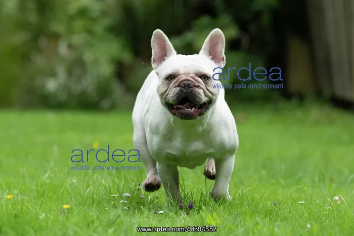 : DOG. French Bulldog, white, running to camera : DOG. French Bulldog, white, running to camera