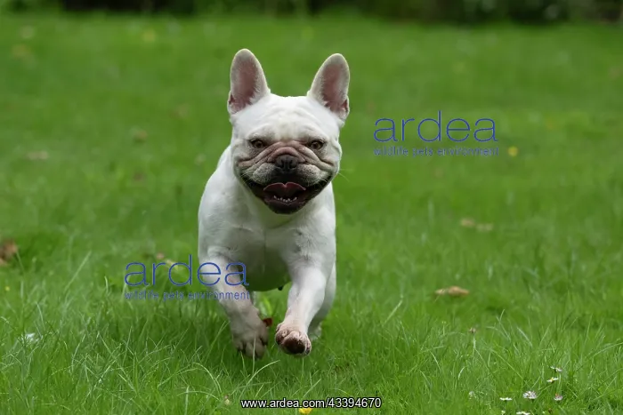 : DOG. French Bulldog, white, running to camera : DOG. French Bulldog, white, running to camera
