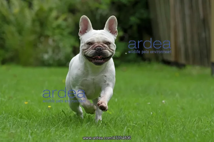 : DOG. French Bulldog, white, running to camera : DOG. French Bulldog, white, running to camera