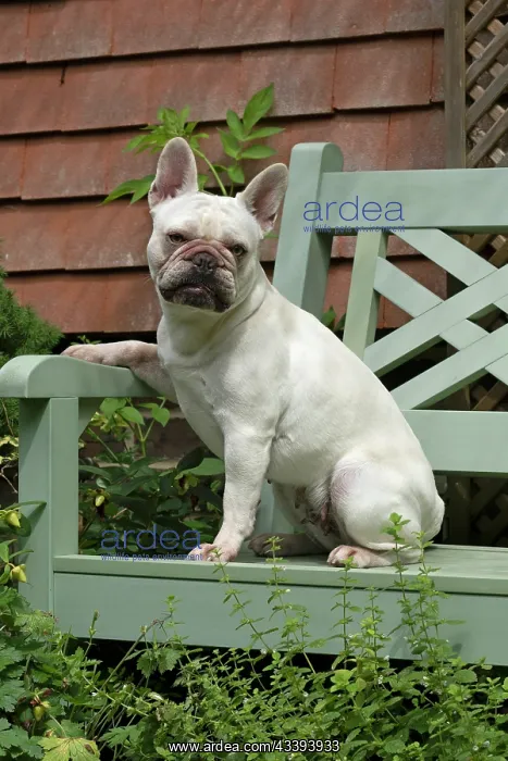 : DOG. French Bulldog, white, sitting on a garden : DOG. French Bulldog, white, sitting on a garden