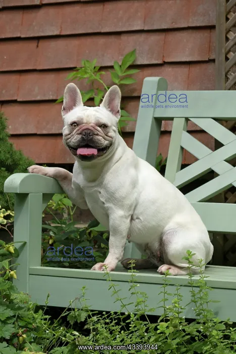 : DOG. French Bulldog, white, sitting on a garden : DOG. French Bulldog, white, sitting on a garden