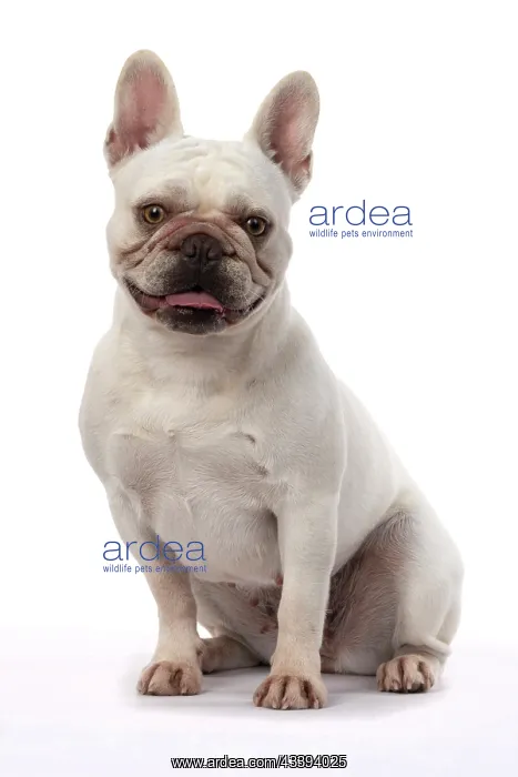 : DOG. French Bulldog, white, sitting, studio : DOG. French Bulldog, white, sitting, studio
