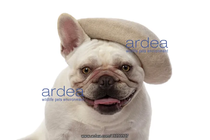 : DOG. French Bulldog, white, sitting, wearing a : DOG. French Bulldog, white, sitting, wearing a