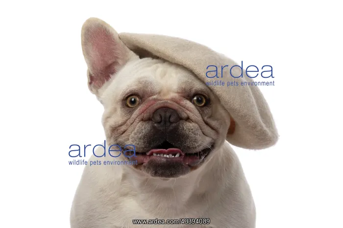 : DOG. French Bulldog, white, sitting, wearing a : DOG. French Bulldog, white, sitting, wearing a