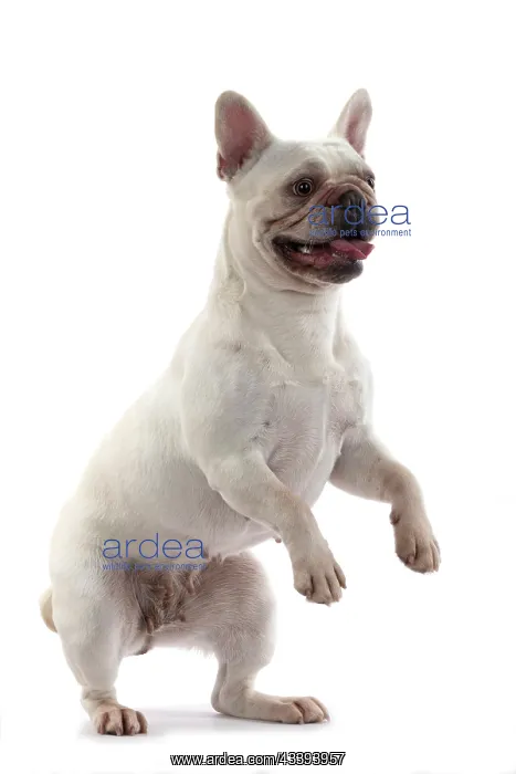 : DOG. French Bulldog, white, standing up on back : DOG. French Bulldog, white, standing up on back
