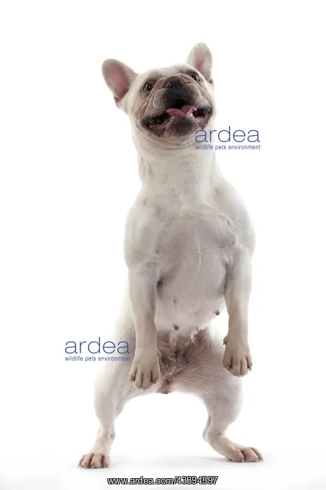 : DOG. French Bulldog, white, standing up on back : DOG. French Bulldog, white, standing up on back