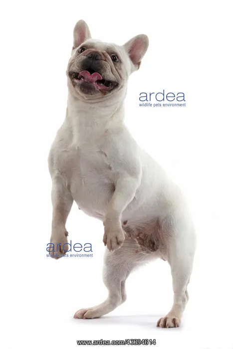 : DOG. French Bulldog, white, standing up on back : DOG. French Bulldog, white, standing up on back