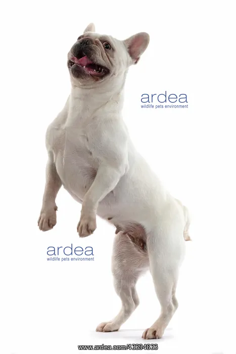 : DOG. French Bulldog, white, standing up on back : DOG. French Bulldog, white, standing up on back