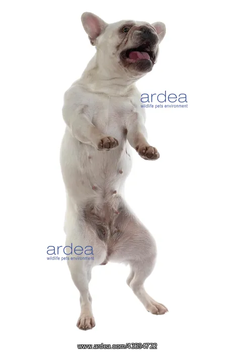 : DOG. French Bulldog, white, standing up on back : DOG. French Bulldog, white, standing up on back