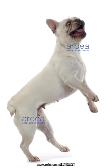 : DOG. French Bulldog, white, standing up on back : DOG. French Bulldog, white, standing up on back