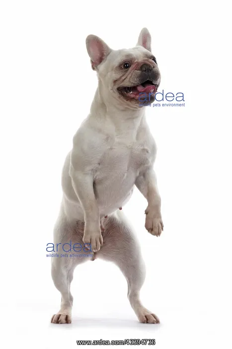 : DOG. French Bulldog, white, standing up on back : DOG. French Bulldog, white, standing up on back