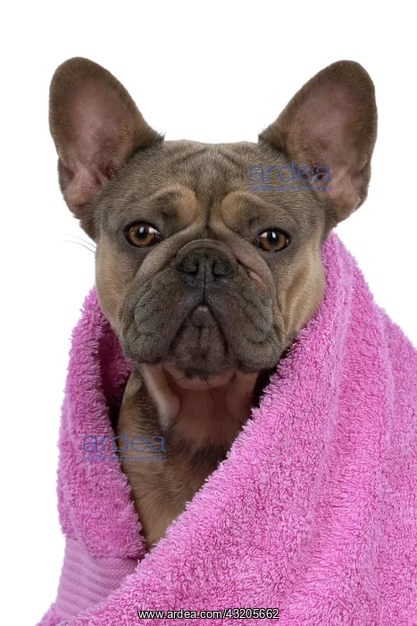 : DOG. French Bulldog, wrapped in a pink towel, studio : DOG. French Bulldog, wrapped in a pink towel, studio