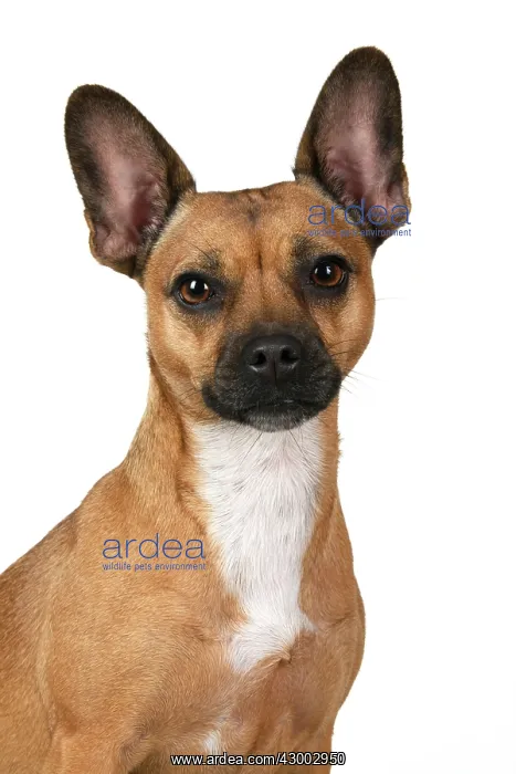 : DOG, French Bulldog X Chihuahua, head & shoulders : DOG, French Bulldog X Chihuahua, head & shoulders