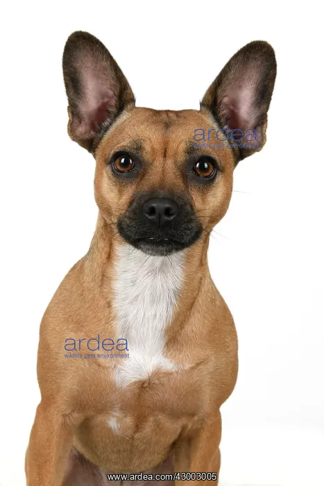 : DOG, French Bulldog X Chihuahua, head & shoulders : DOG, French Bulldog X Chihuahua, head & shoulders