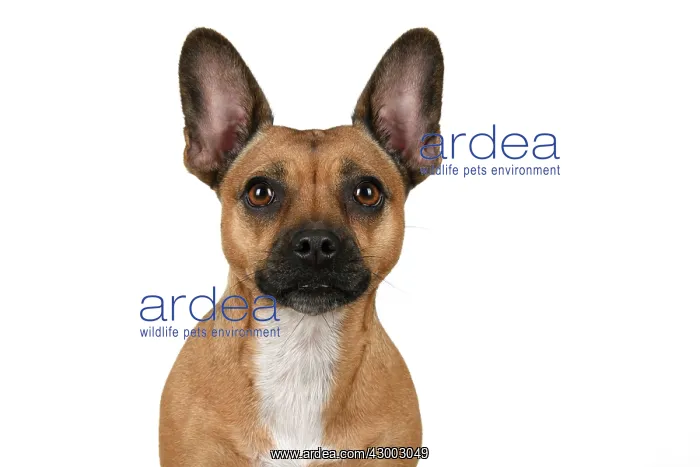: DOG, French Bulldog X Chihuahua, head & shoulders : DOG, French Bulldog X Chihuahua, head & shoulders
