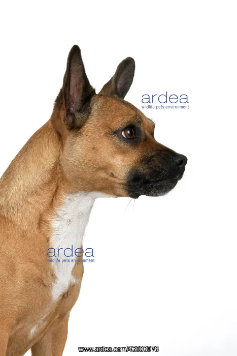 : DOG, French Bulldog X Chihuahua, head & shoulders : DOG, French Bulldog X Chihuahua, head & shoulders