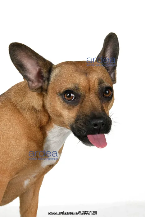 : DOG, French Bulldog X Chihuahua, head & shoulders : DOG, French Bulldog X Chihuahua, head & shoulders