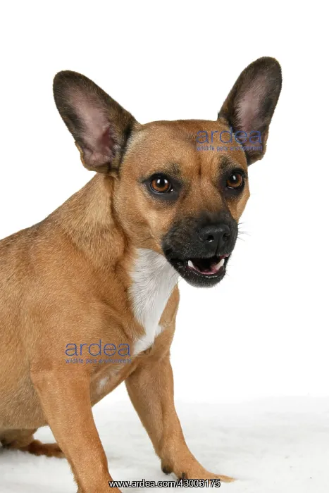 : DOG, French Bulldog X Chihuahua, head & shoulders : DOG, French Bulldog X Chihuahua, head & shoulders