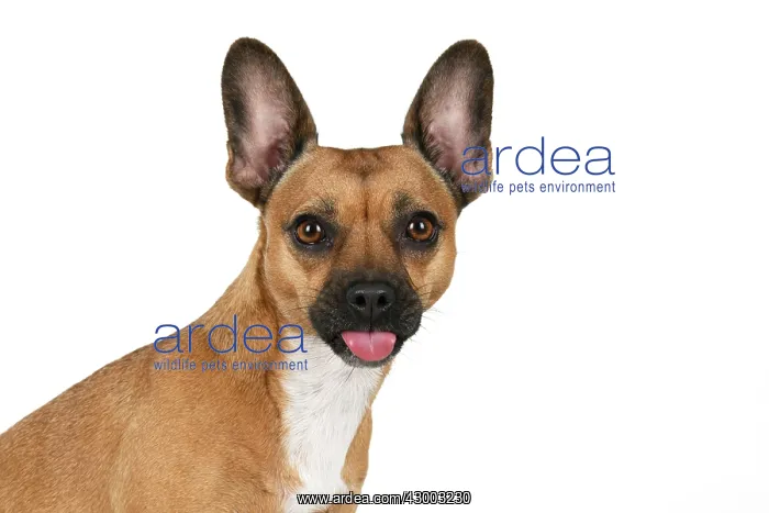 : DOG, French Bulldog X Chihuahua, head & shoulders : DOG, French Bulldog X Chihuahua, head & shoulders