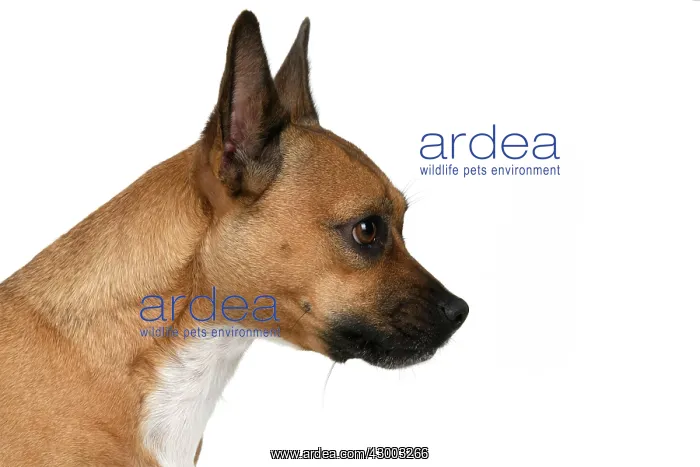 : DOG, French Bulldog X Chihuahua, head & shoulders : DOG, French Bulldog X Chihuahua, head & shoulders