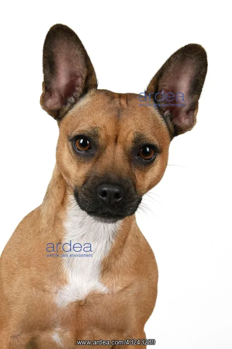 : DOG, French Bulldog X Chihuahua, head & shoulders : DOG, French Bulldog X Chihuahua, head & shoulders
