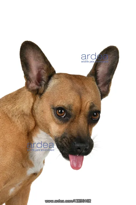 : DOG, French Bulldog X Chihuahua, head & shoulders : DOG, French Bulldog X Chihuahua, head & shoulders