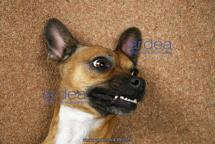 : DOG, French Bulldog X Chihuahua, laying on its back : DOG, French Bulldog X Chihuahua, laying on its back