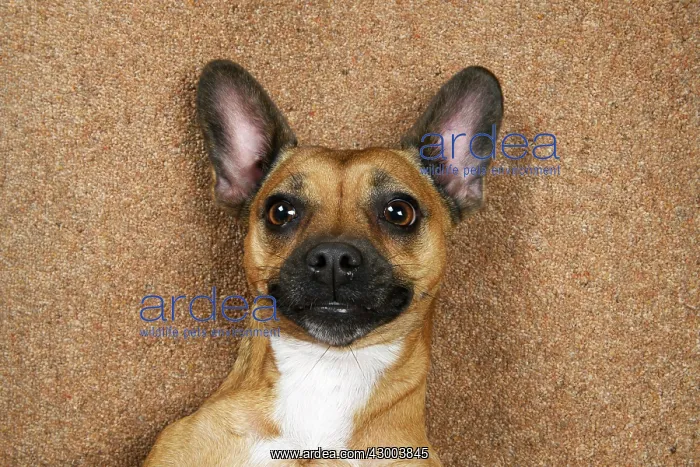 : DOG, French Bulldog X Chihuahua, laying on its back : DOG, French Bulldog X Chihuahua, laying on its back