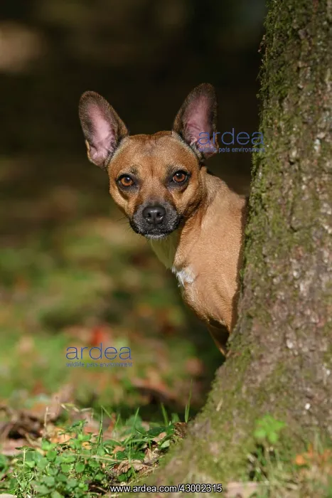 : DOG, French Bulldog X Chihuahua, looking around : DOG, French Bulldog X Chihuahua, looking around