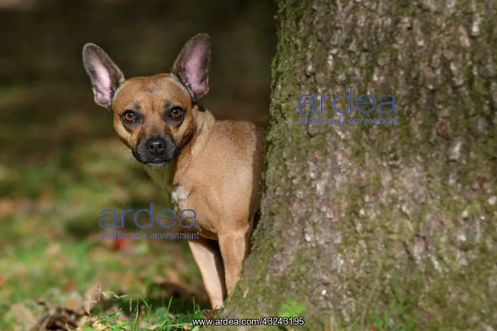 : DOG, French Bulldog X Chihuahua, looking around : DOG, French Bulldog X Chihuahua, looking around