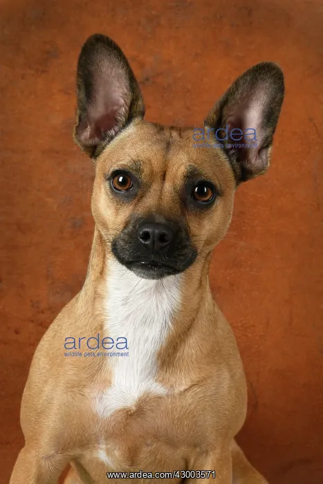 : DOG, French Bulldog X Chihuahua, portrait, studio : DOG, French Bulldog X Chihuahua, portrait, studio