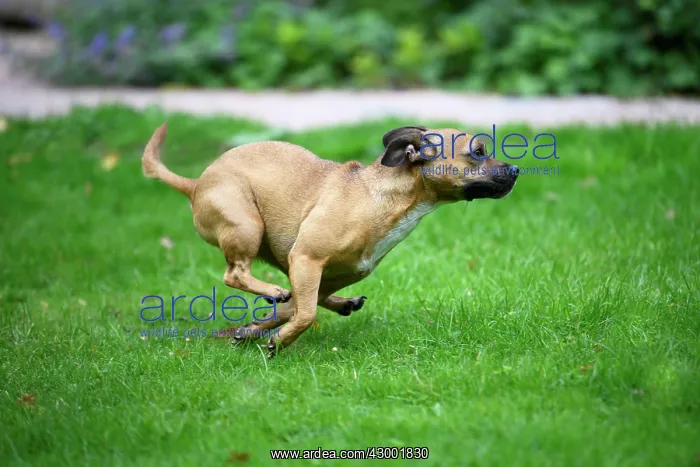 : DOG, French Bulldog X Chihuahua, running in a garden : DOG, French Bulldog X Chihuahua, running in a garden