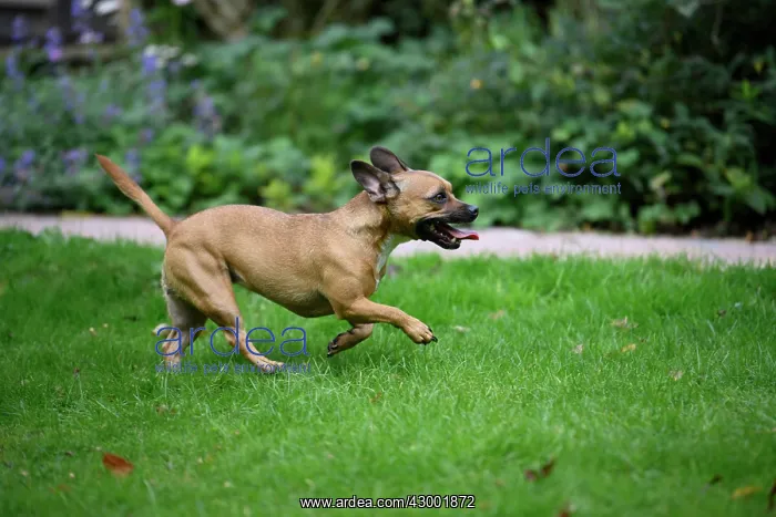 : DOG, French Bulldog X Chihuahua, running in a garden : DOG, French Bulldog X Chihuahua, running in a garden